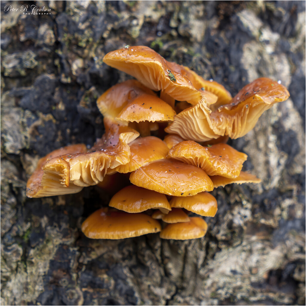 Honey Fungus by pcoulson