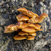 28th Jan 2023 - Honey Fungus