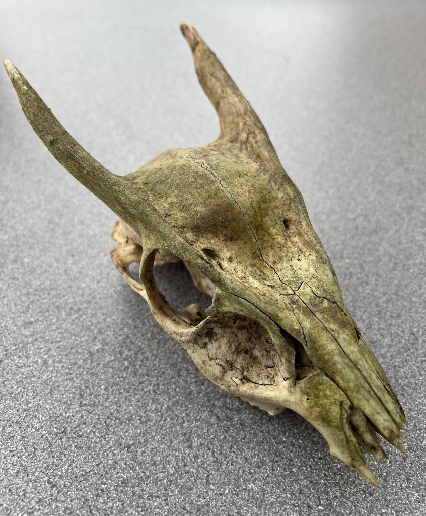 Muntjac Deer Skull by keeptrying