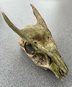 29th Jan 2023 - Muntjac Deer Skull