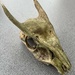 Muntjac Deer Skull