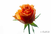 29th Jan 2023 - Orange rose