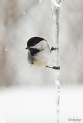 28th Jan 2023 - Icicle and a chickadee