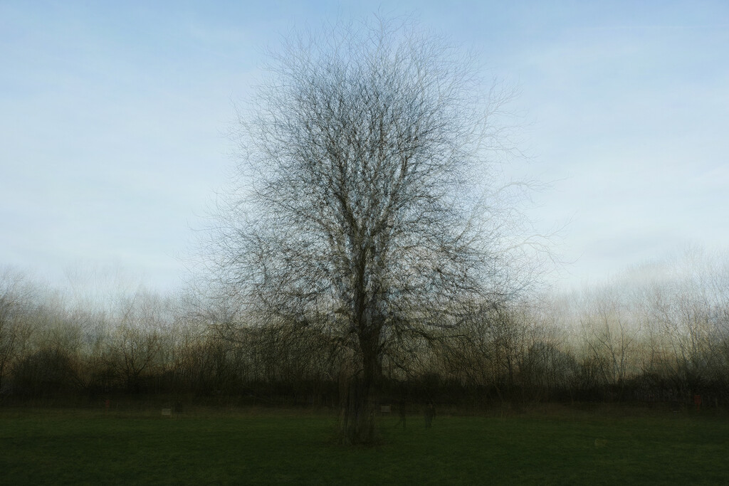Tree at grungeon meadow by helenhall