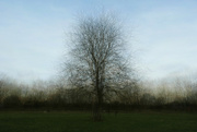 29th Jan 2023 - Tree at grungeon meadow