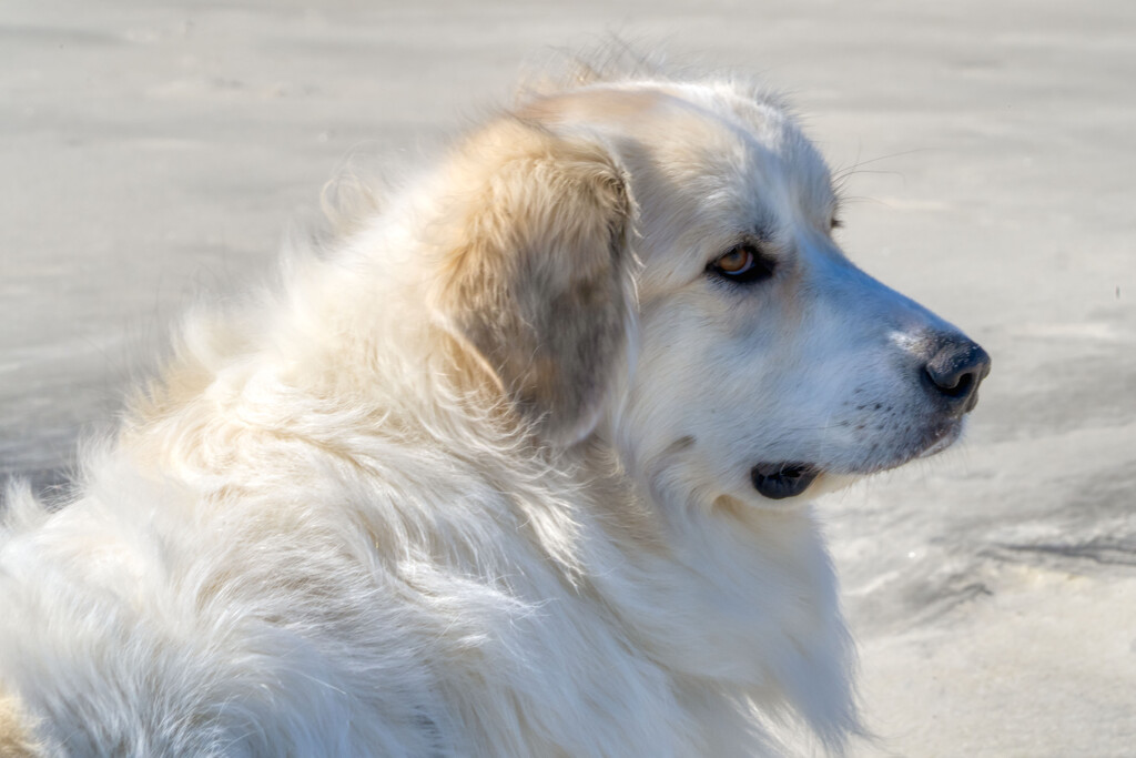 Beach Lover by kvphoto