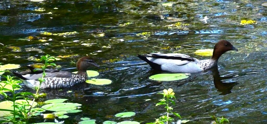 A Pair of Wood Ducks Paddling ~    by happysnaps