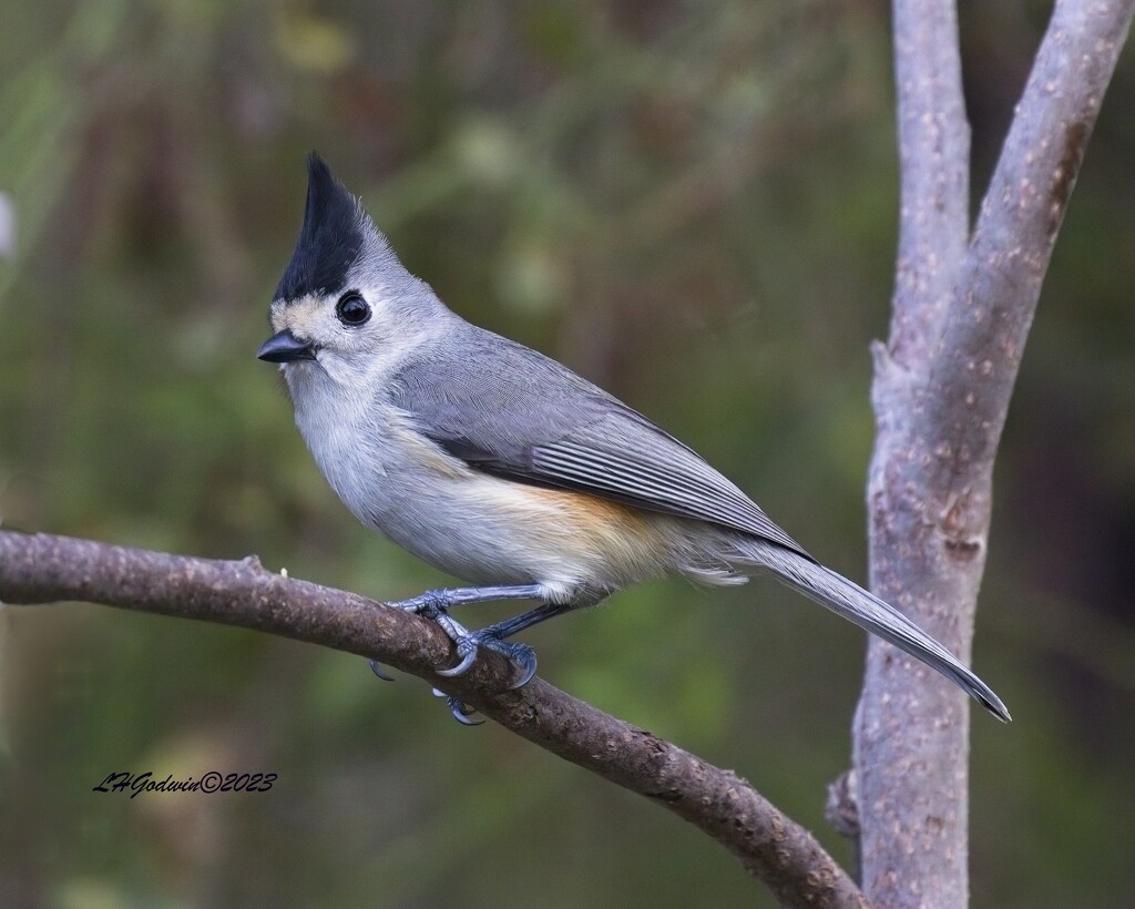 LHG_3309_ Black-Crested Titmouse by rontu