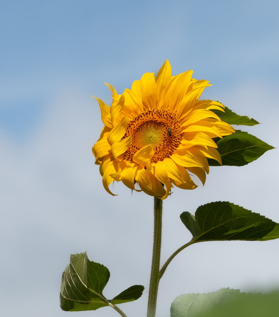 Windblown Sunflower by nickspicsnz