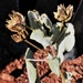 Possibly the Desert Globemallow