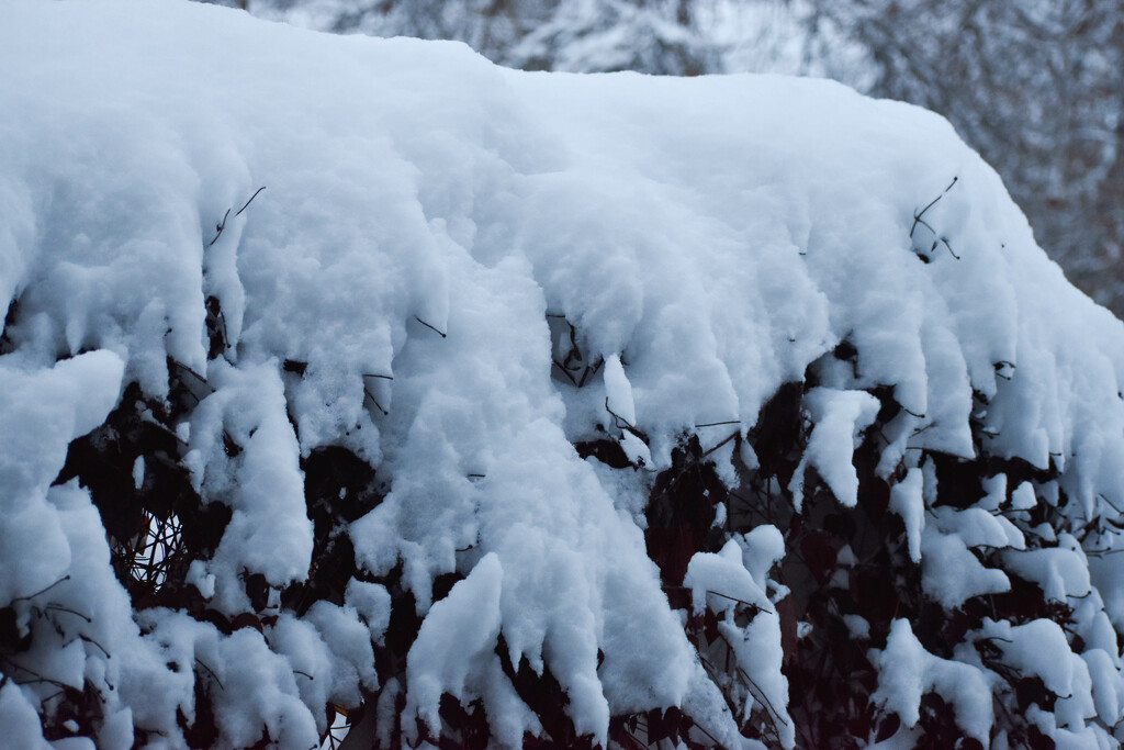 Snow On The Arbor by bjywamer