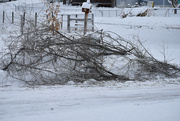 28th Jan 2023 - Downed Branches