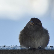 29th Jan 2023 - All Fluffed Up