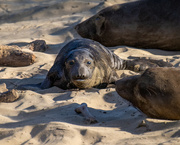 29th Jan 2023 - Elephant Seal Pup