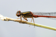 29th Jan 2023 - Dragonfly