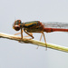Dragonfly by dkbarnett