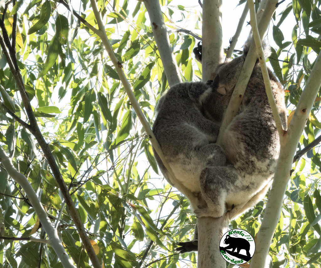 snug as a ... by koalagardens