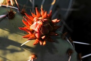 29th Jan 2023 - Prickly Pear bud