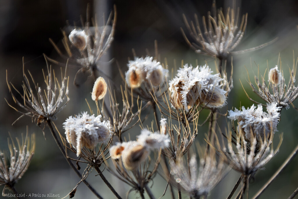 frosted weeds by parisouailleurs