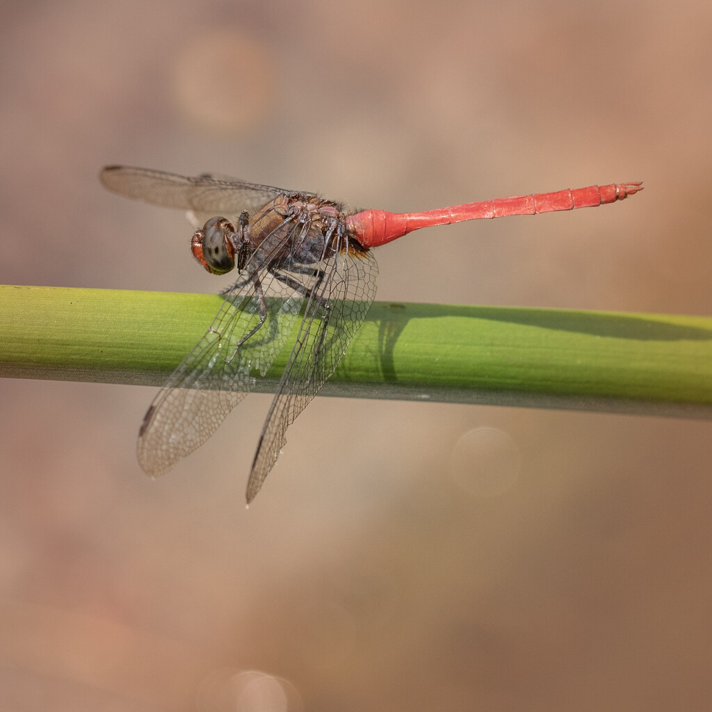 Red Dragonfly by bugsy365