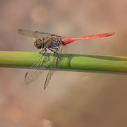 28th Jan 2023 - Red Dragonfly