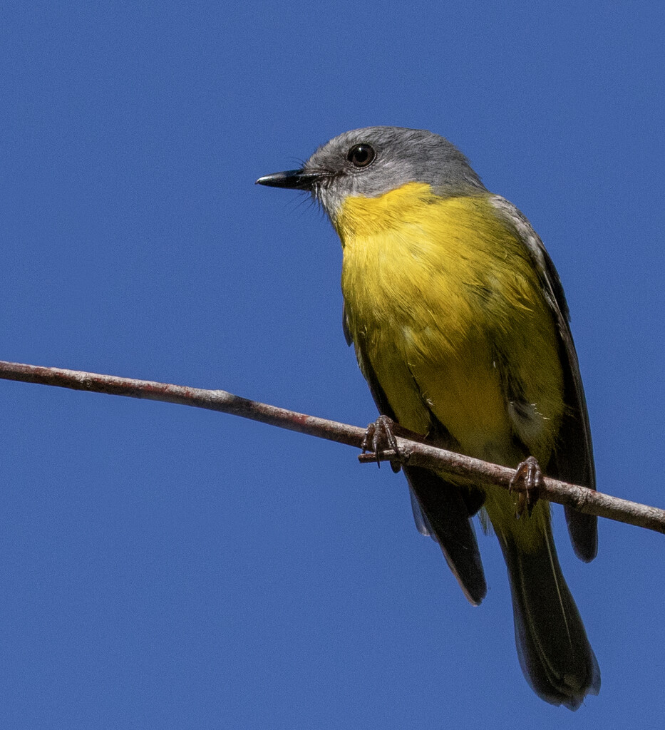 Eastern Yellow Robin by bugsy365
