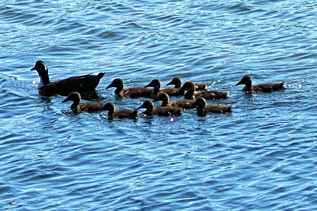 Mallard ducks on Narrabeen Lagoon.  by johnfalconer