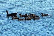 28th Jan 2023 - Mallard ducks on Narrabeen Lagoon. 