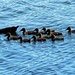 Mallard ducks on Narrabeen Lagoon.  by johnfalconer