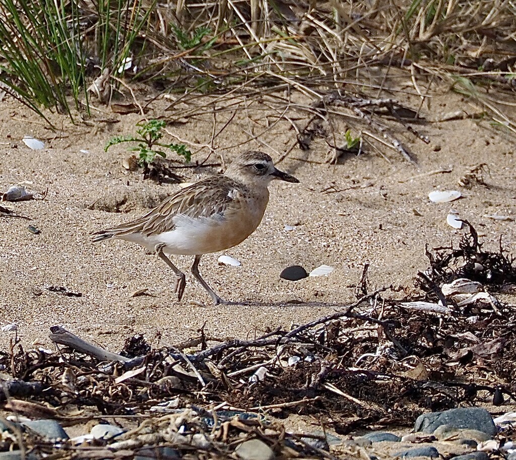 Dotteral they can be hard to spot due to blending in well within their environment  by Dawn