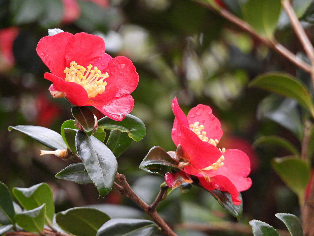 Red Camellia by seattlite