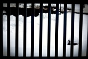 30th Jan 2023 - Through The Fence