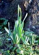 30th Jan 2023 - Almost A Daffodil