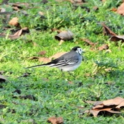 8th Jan 2023 - Pied Wagtail