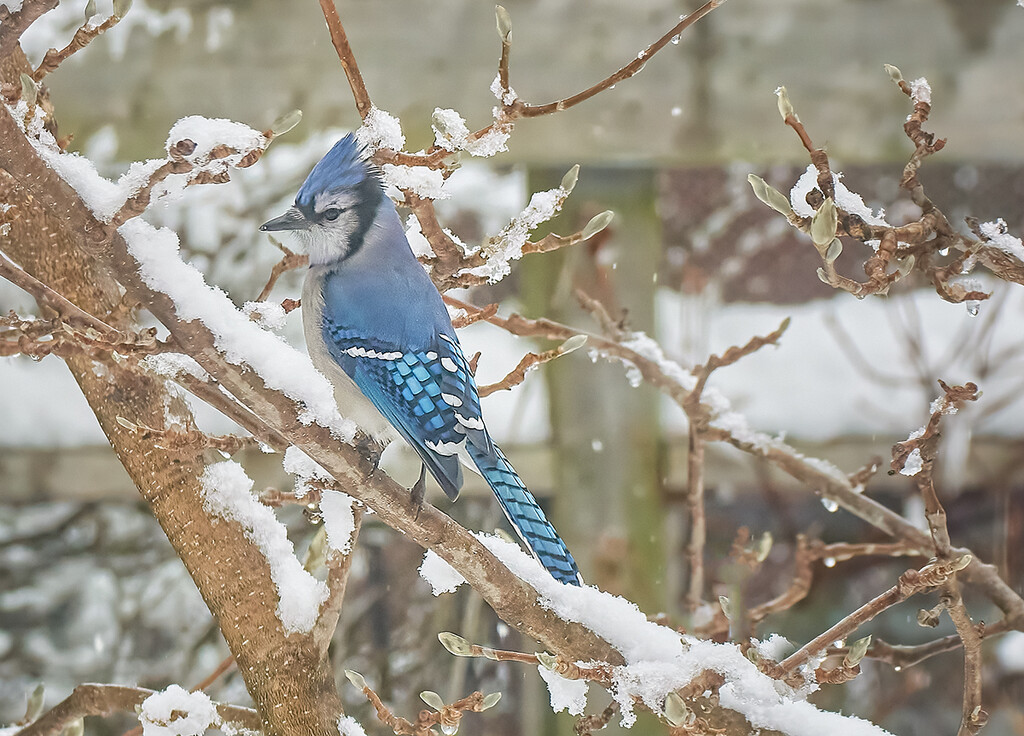 Jay in a Snowy Tree by gardencat