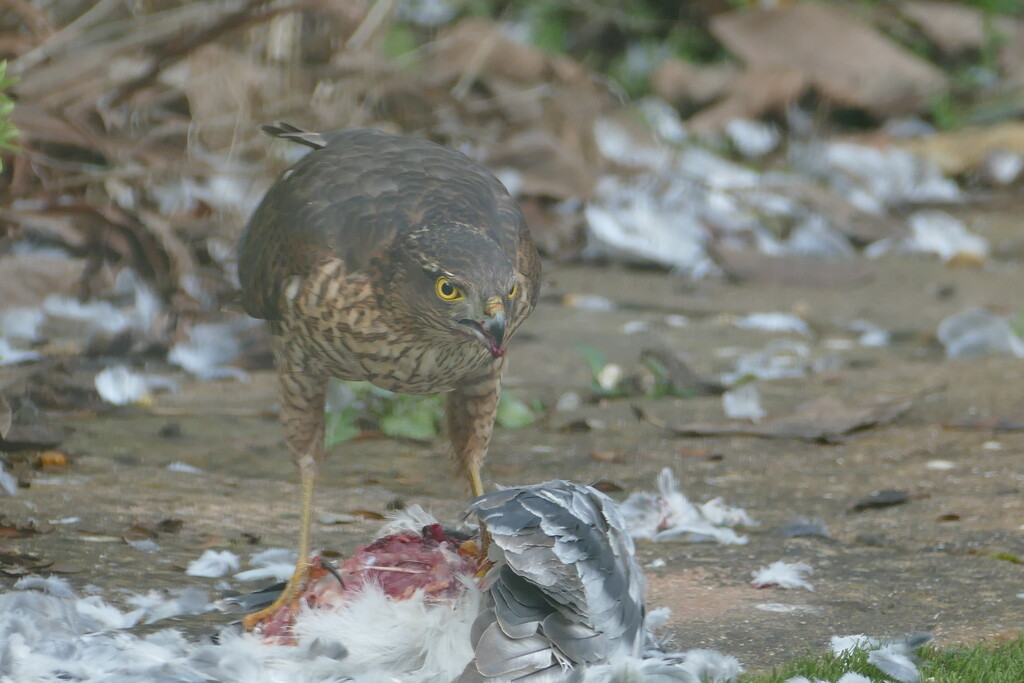 sparrowhawk by cam365pix