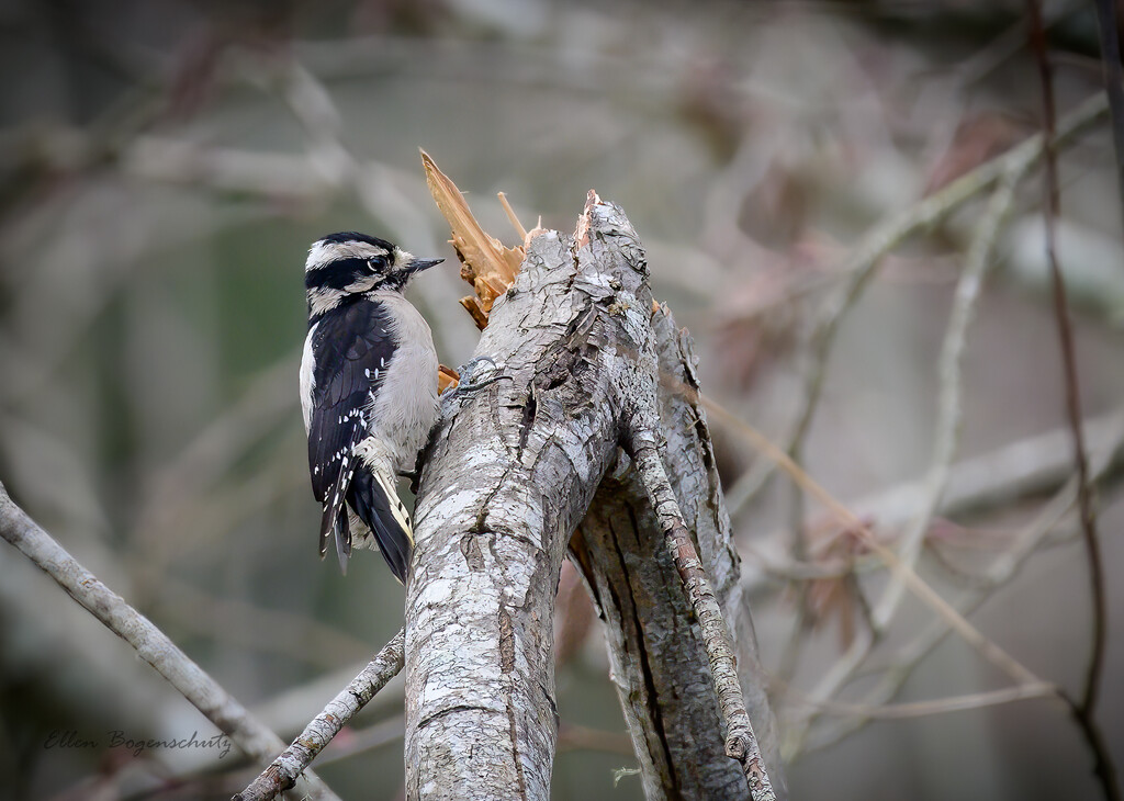 Downy Woodpecker by theredcamera