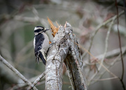 30th Jan 2023 - Downy Woodpecker