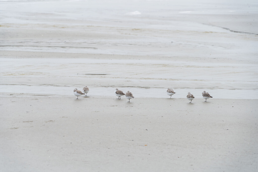 Sandpipers by kvphoto