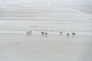 30th Jan 2023 - Sandpipers
