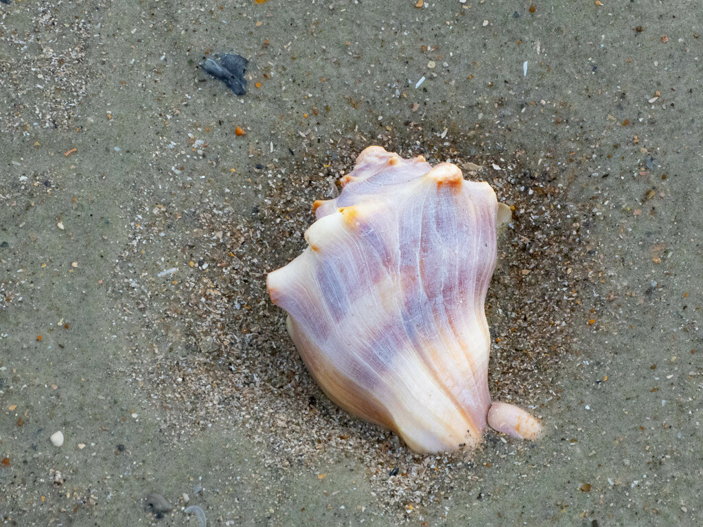 Whelk Shell by k9photo