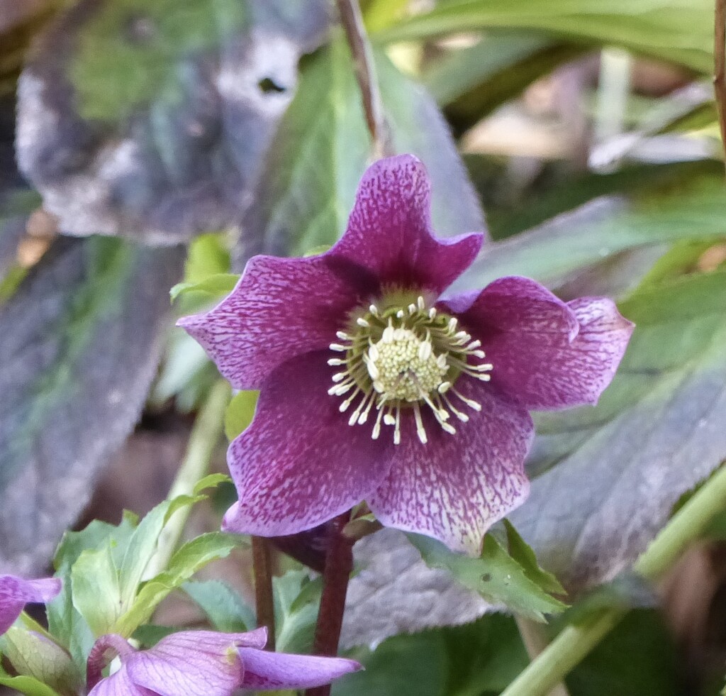 Hellebore Anglesey Abbey  by foxes37