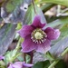 Hellebore Anglesey Abbey 