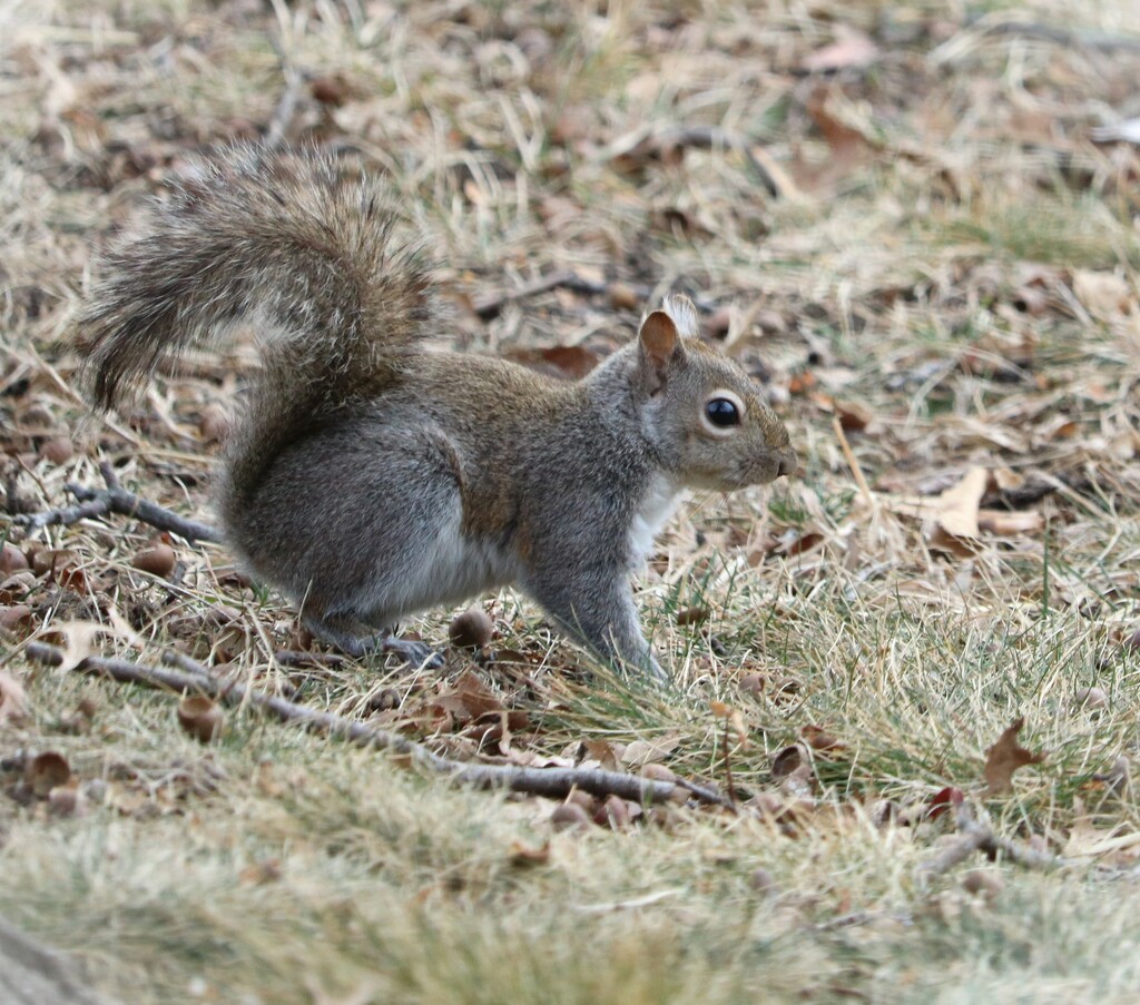 New Gray Squirrel by daisymiller