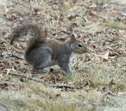 30th Jan 2023 - New Gray Squirrel