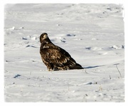 30th Jan 2023 - Young Bald Eagle