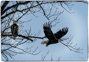 30th Jan 2023 - Bald Eagles