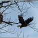 Bald Eagles by bluemoon