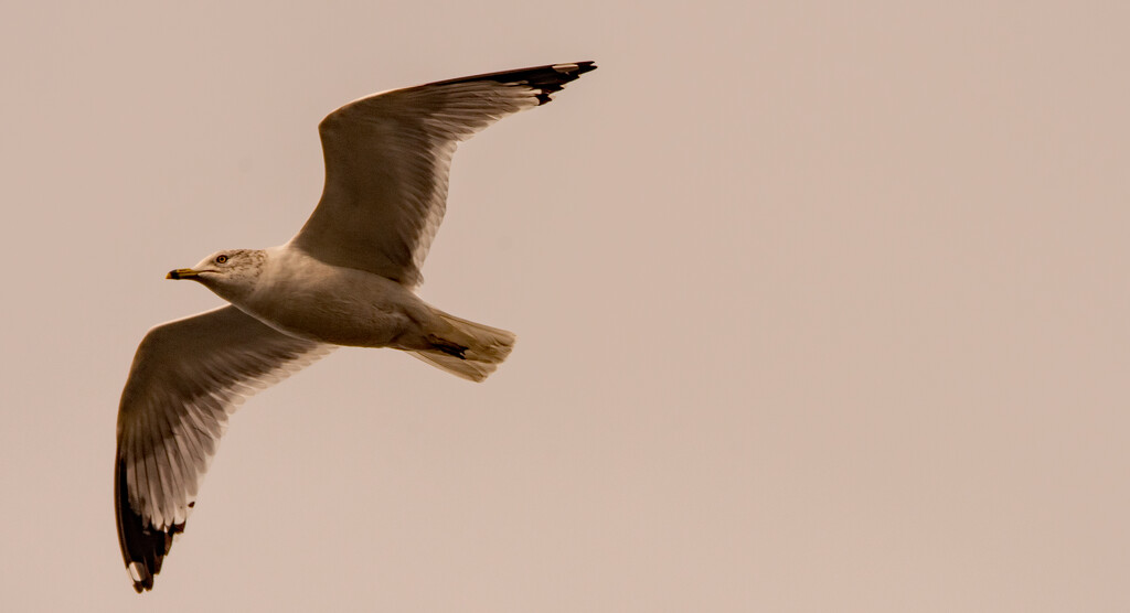 Seagull Fly Over! by rickster549