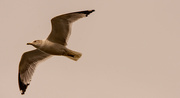 30th Jan 2023 - Seagull Fly Over!